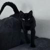 fern_friend
